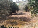 Finca