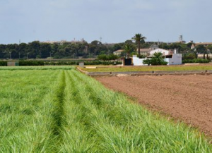 Huertas y casas de labranza en l'Horta Nord