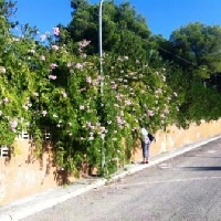 VENDO SOLAR URBANO EN CALA RATJADA