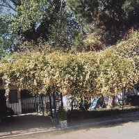 terreno en piseque