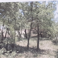 Terreno Sant Josep de Fontdepou (Ager)