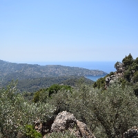 Olivar en venta zona montañas de Sóller