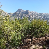 Soleado olivar cerca del pueblo de Fornalutx