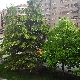 vistas