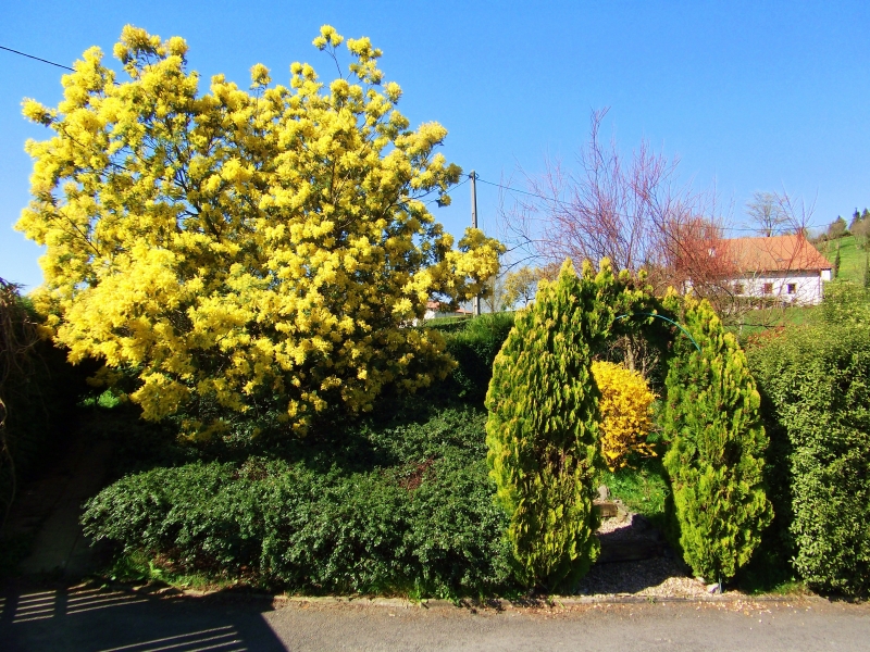 Jardin Mimosa y Arco
