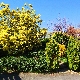 Jardin Mimosa y Arco
