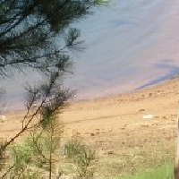 finca con gran plantacion de pinos